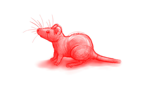 Rodent sketch