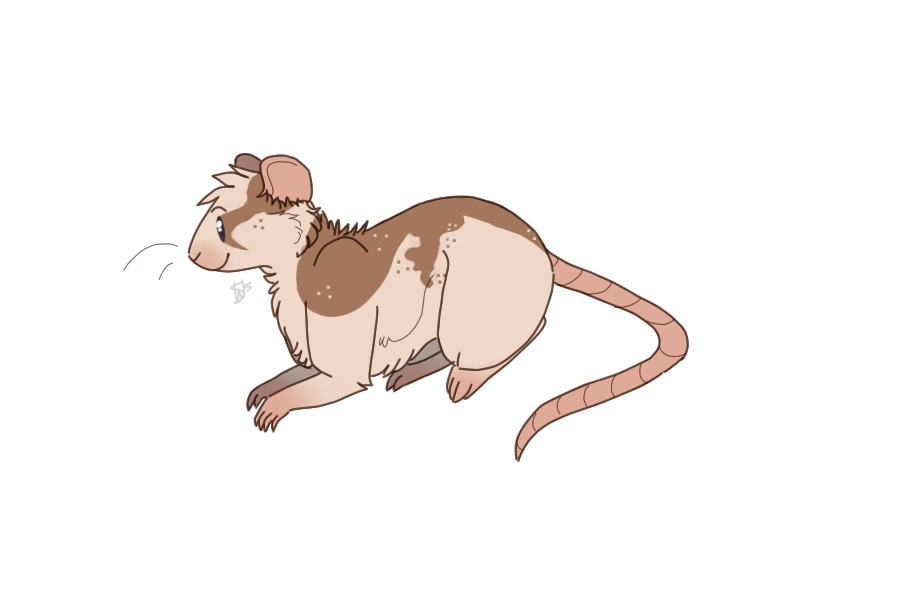 Rat