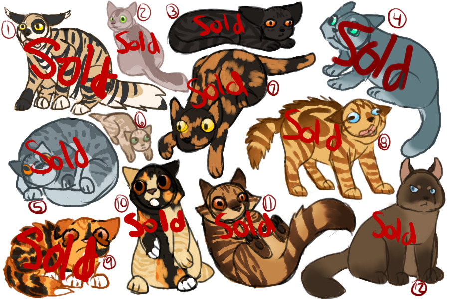 Scribbly Waorryer Adopts