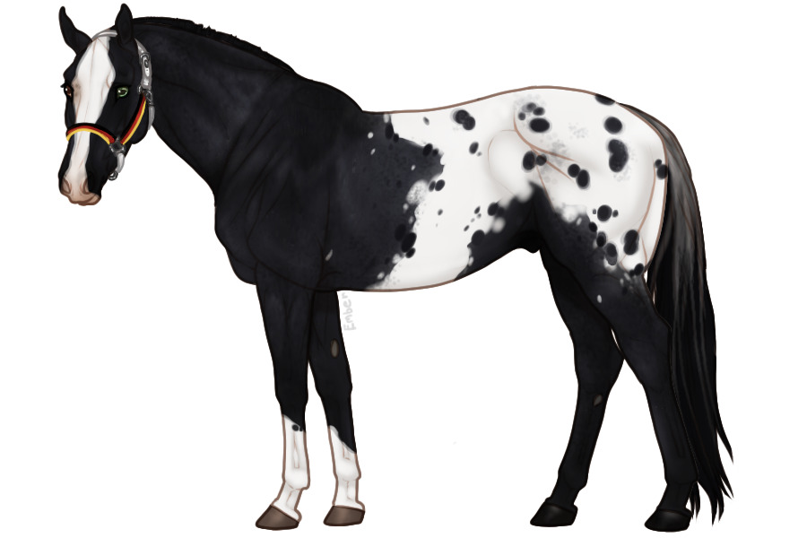 Euphorian Thoroughbred #684
