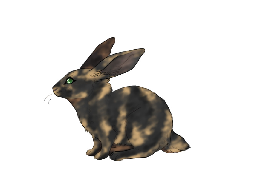 Fair Run Rabbits | 031 | fawn harlequin
