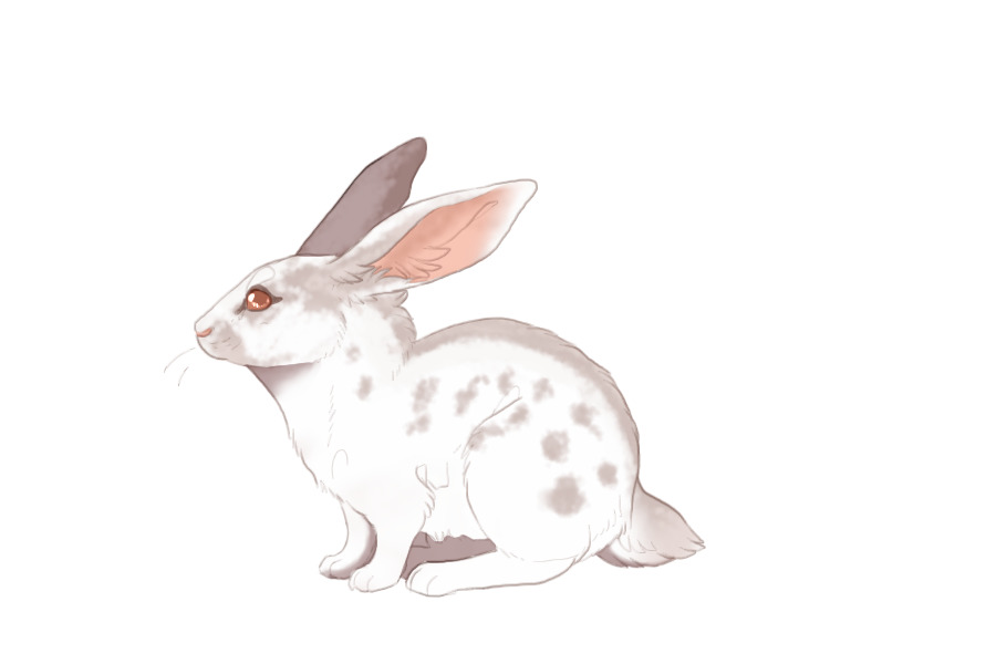 Fair Run Rabbits | 052 | Lilac English Spot