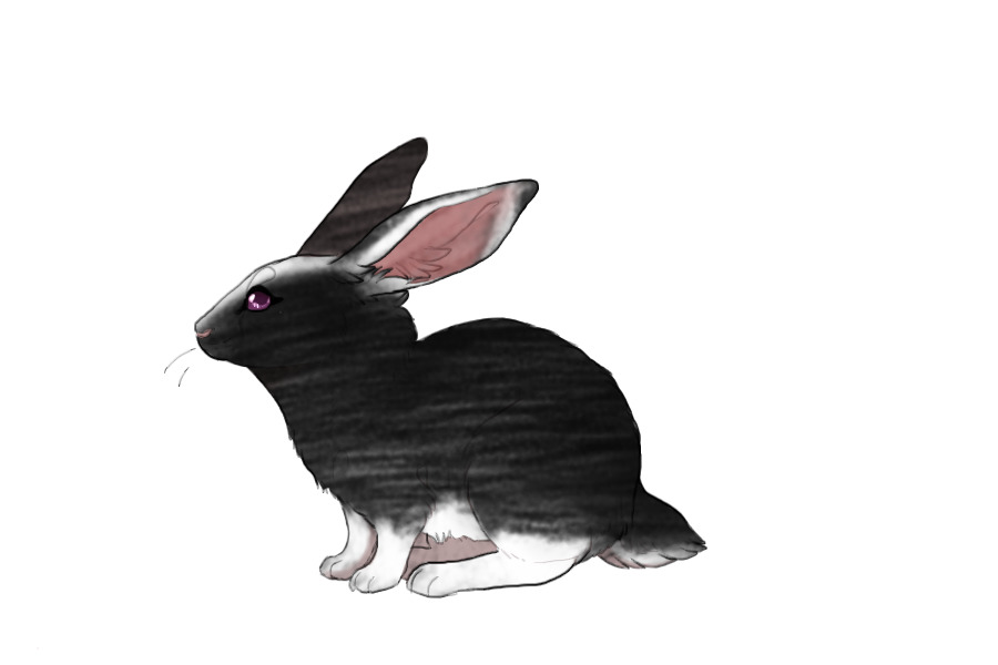 Fair Run Rabbits | 058 | Black Fox vienna