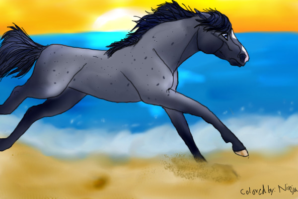 Blue Beach Roan