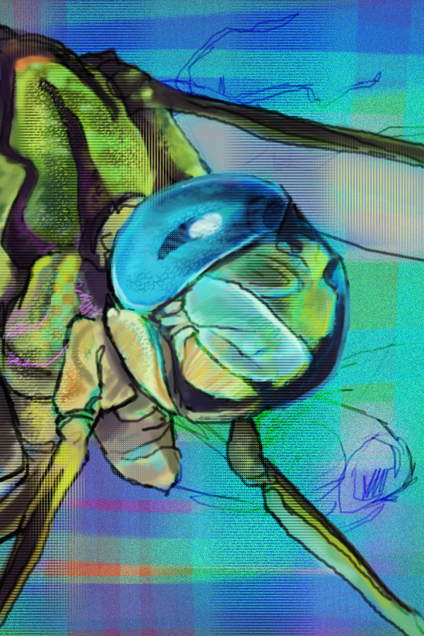 dragonfly
