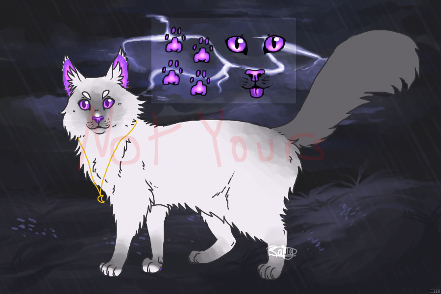 #4: Moon Inspired Point with Purple Glowing Eyes, Paws, Ears
