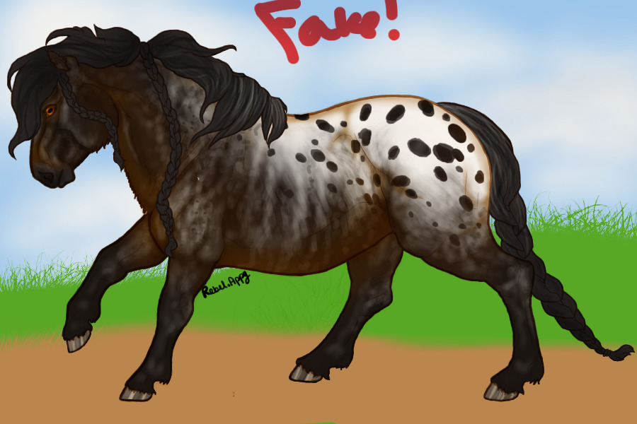 Entry two- seal appaloosa