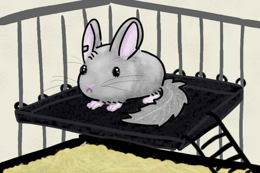 Chinchilla Practice