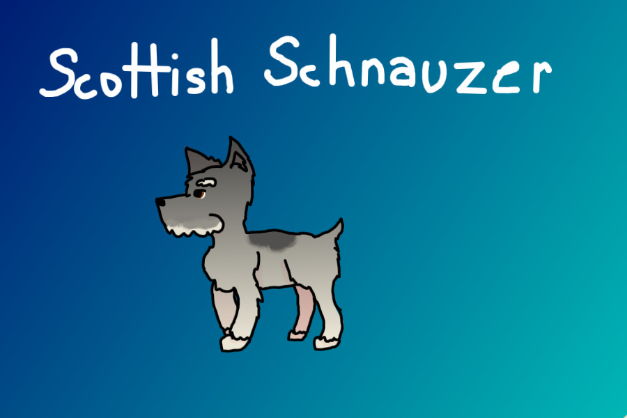 Scottish Schnauzer - Concept