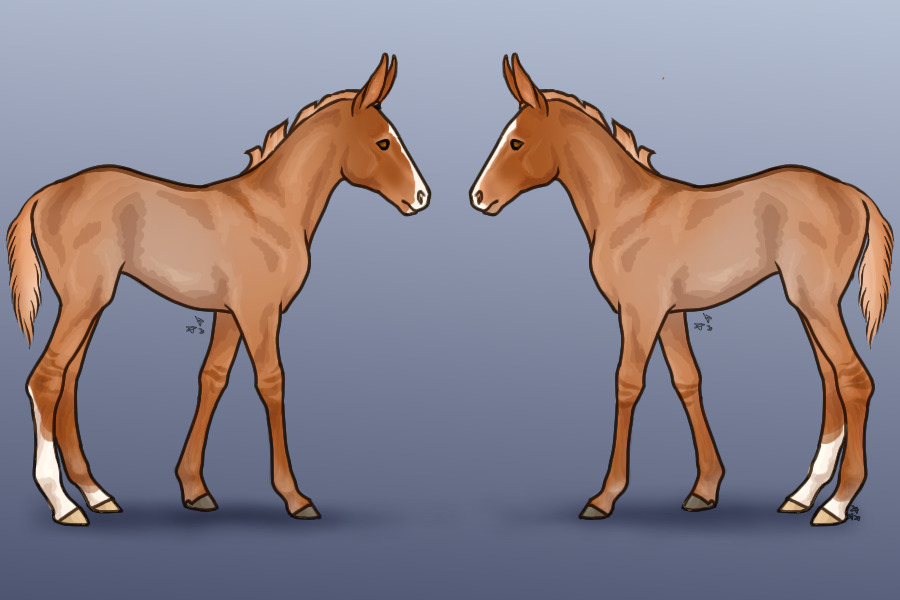 Mule foal for rebal.appy