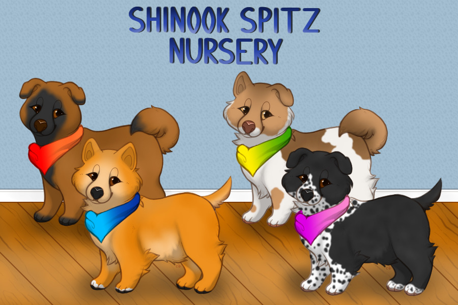 🐾 Shinook Spitz Nursery 🐾