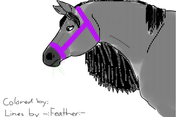 Zebra horse