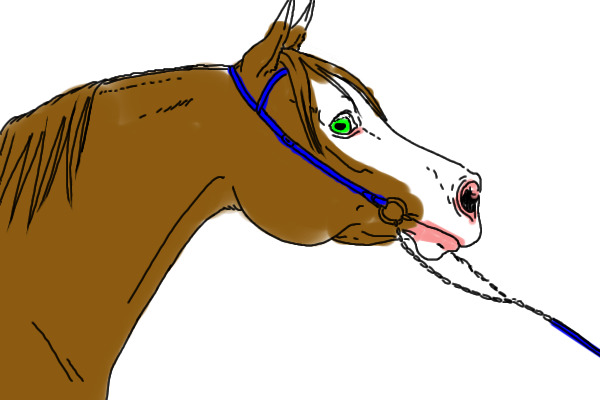 chesnut arab