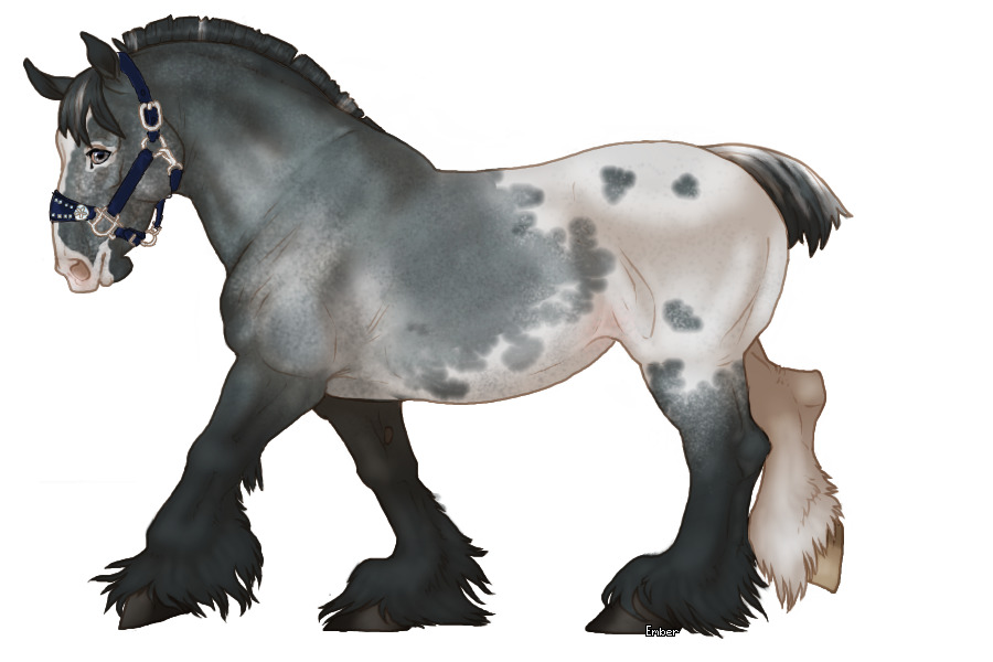 [ cupido draft horse ] #123 | Blue Roan Apploosa
