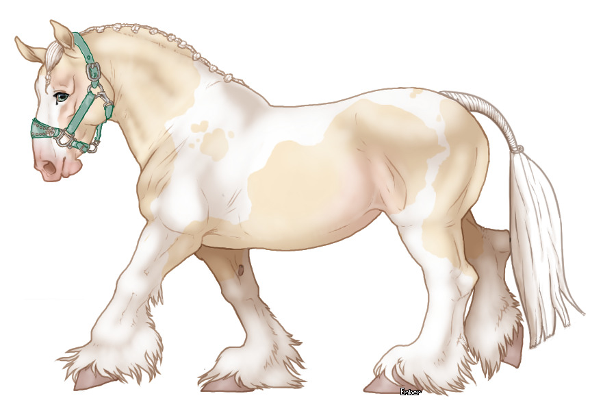 Cupido draft horse #139 Cremello Tovero Stallion