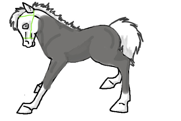 Grey foal