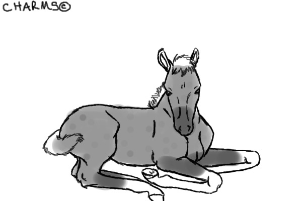 Grey foal