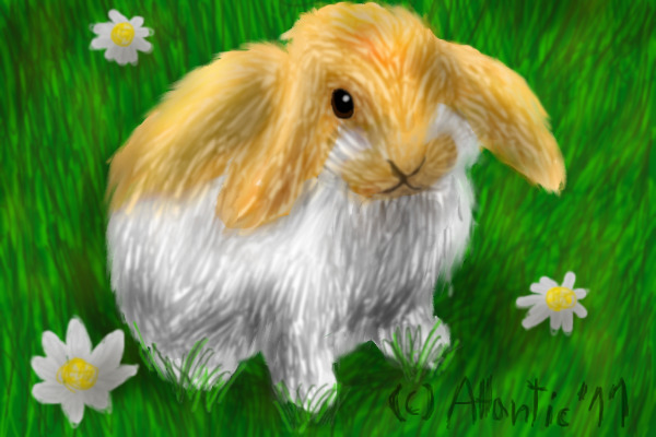 A cute bunny