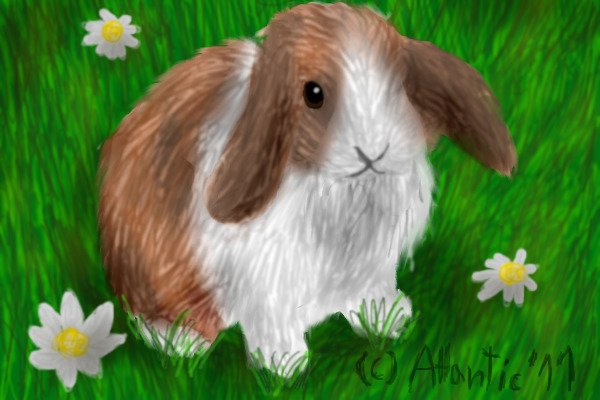 Rabbit