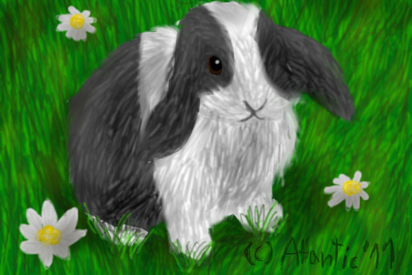 Bunny.