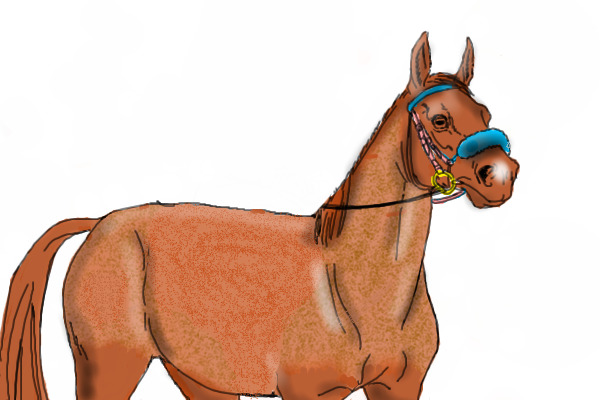 red roan