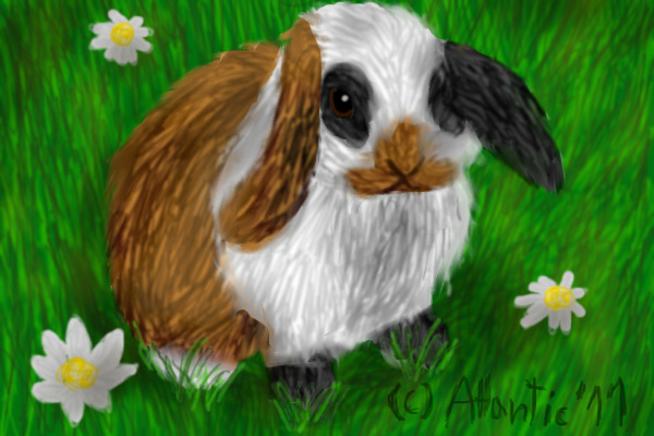 next bunny