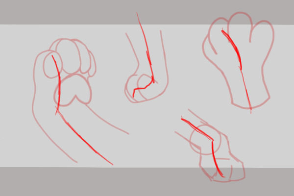 How to draw paws