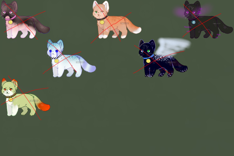 1C$ cat adopts ( all gone )