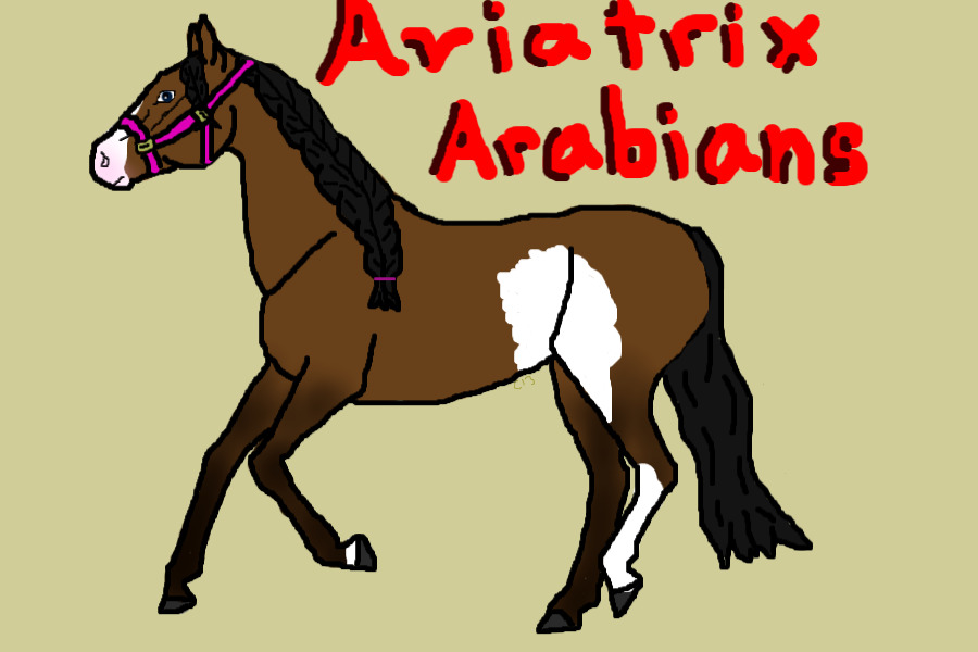 Aviatrix Arabians