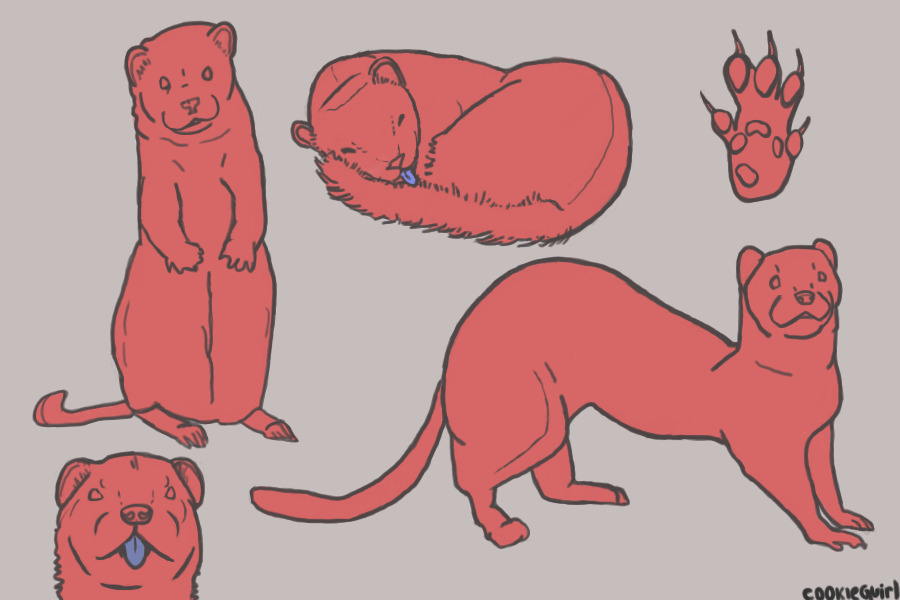 Ferret Entry