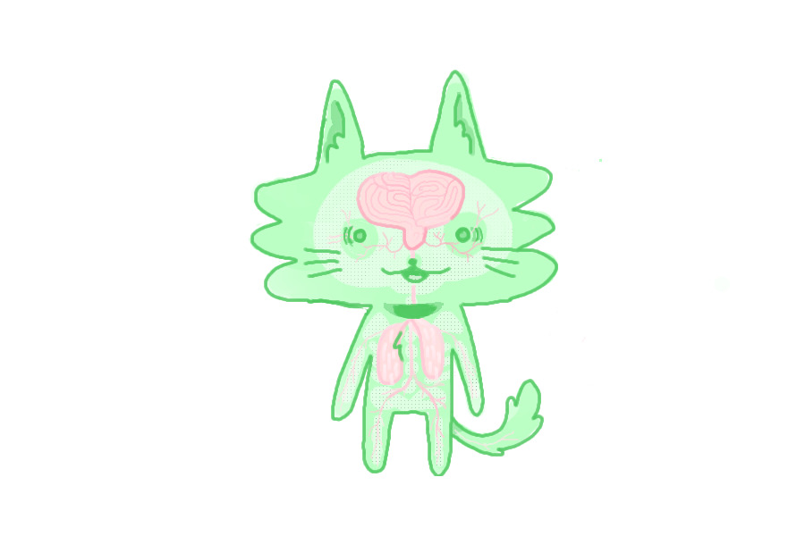 brain lung cat