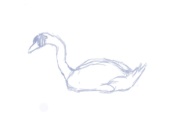Swan