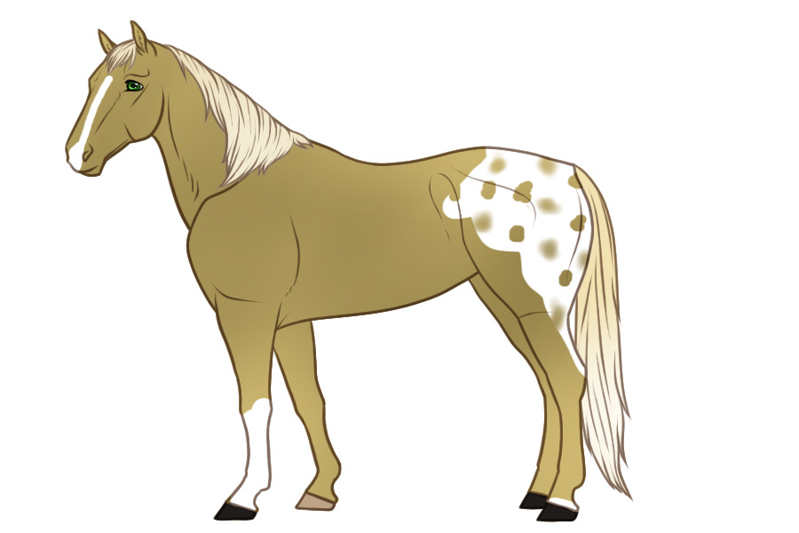 Palomino Appy