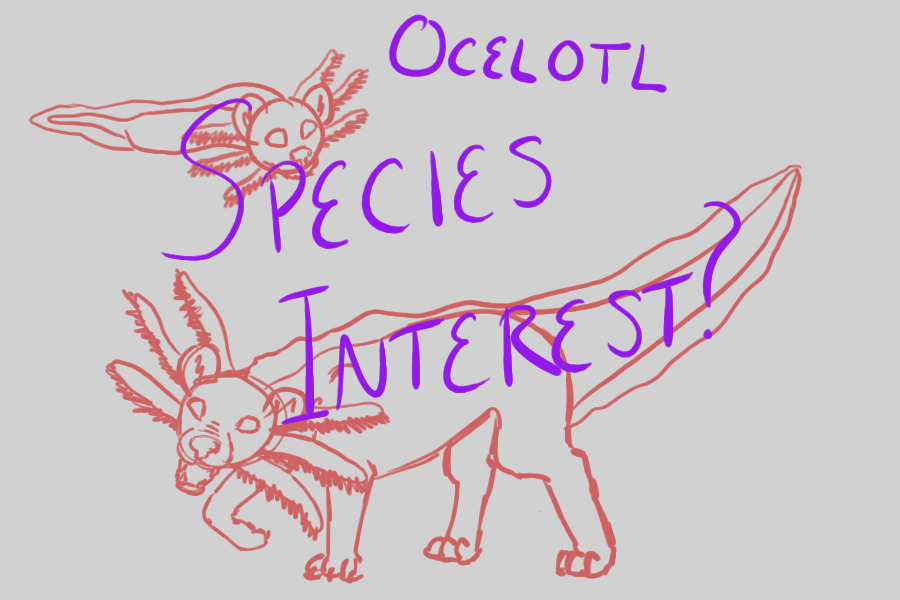 Species Interest: Ocelotls