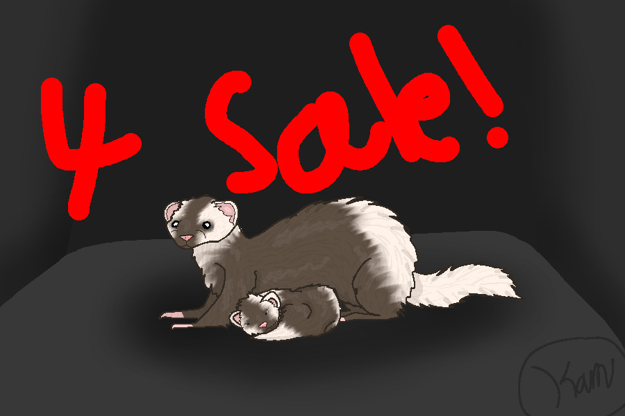 Ferret Lines for Sale!