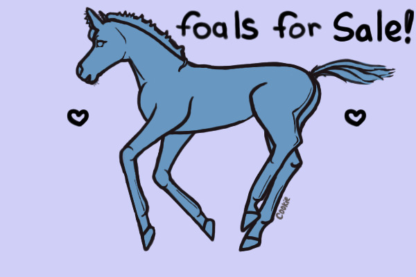 Foals for Sale here!