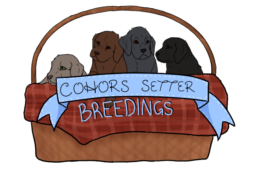 Cohors Setter | Breeding Den |