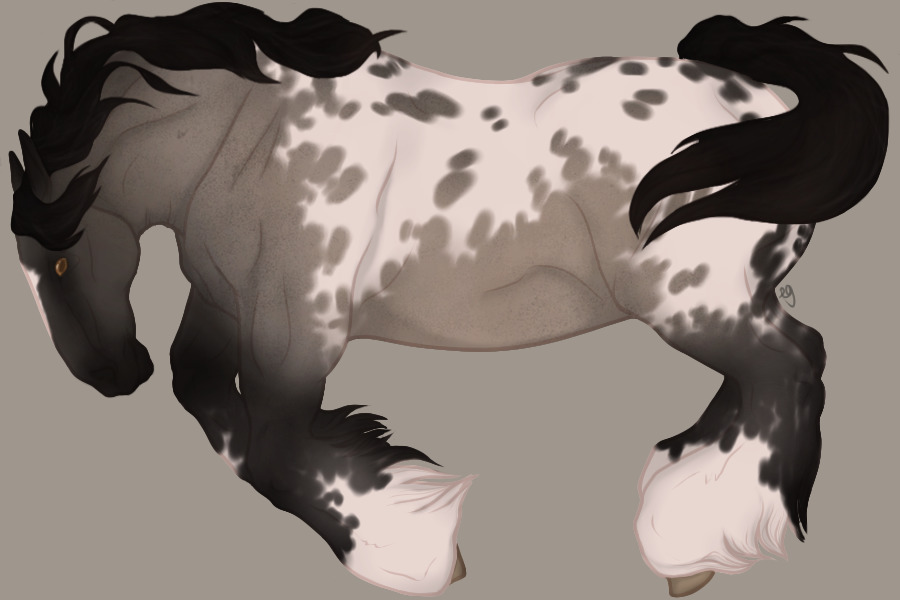 blue roan blanket appaloosa closed