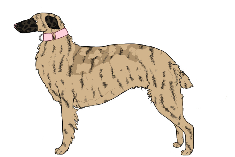 Eurasian Wolfhound #034