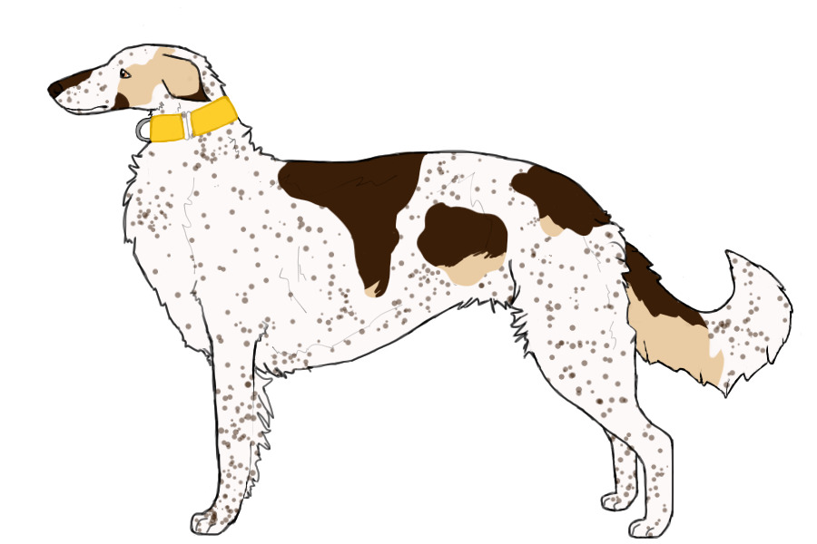Eurasian Wolfhound #051