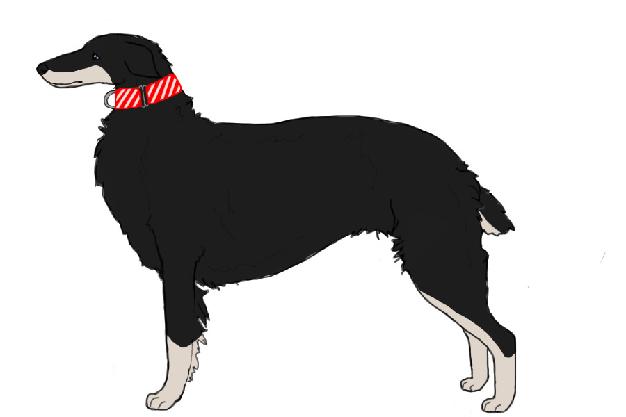 Eurasian Wolfhound #036