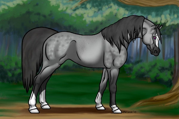 Gray horsie