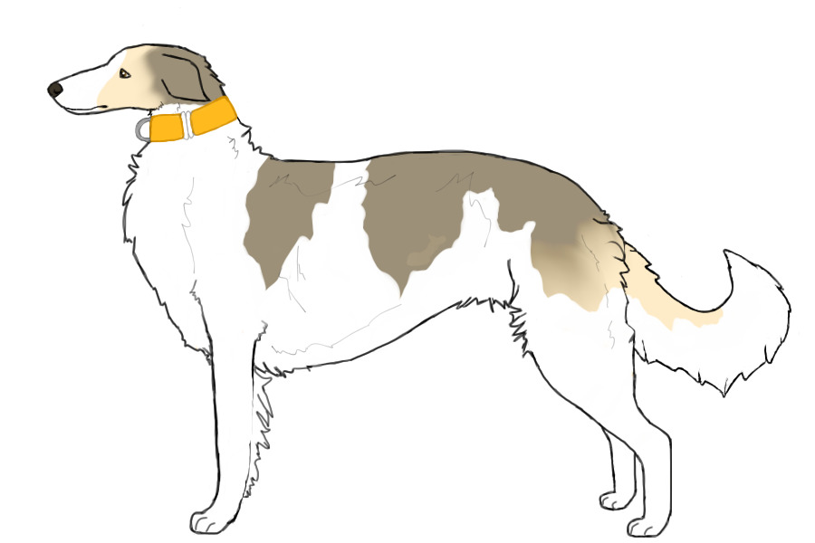 Eurasian Wolfhound #041