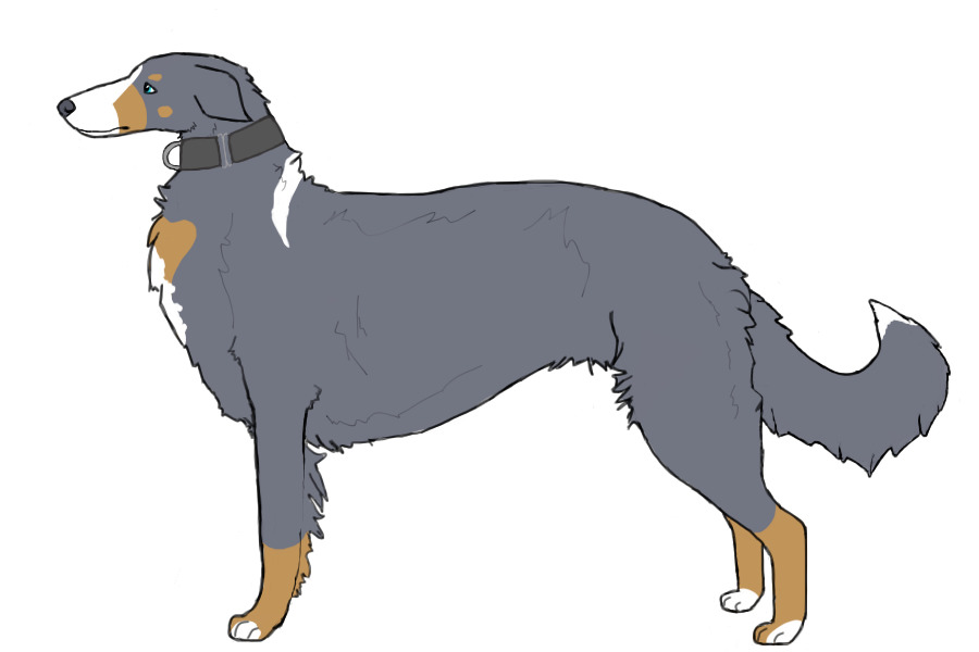 Eurasian Wolfhound #044