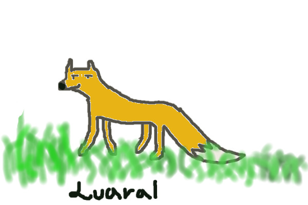 Fox in a field