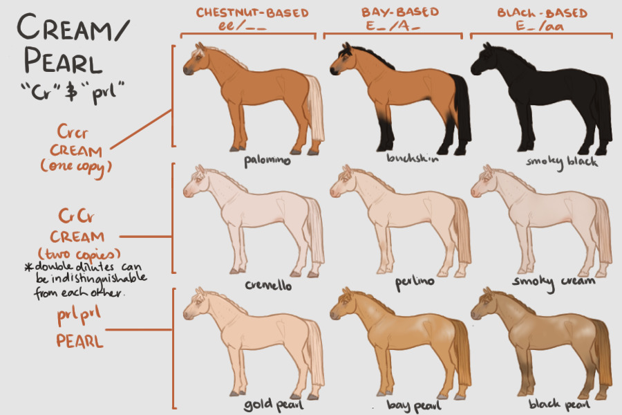 Equine Genetics Guide Pt 3: Cream