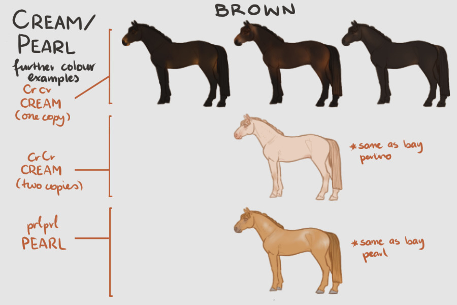 Equine Genetics Guide Pt 3: Cream (Brown)