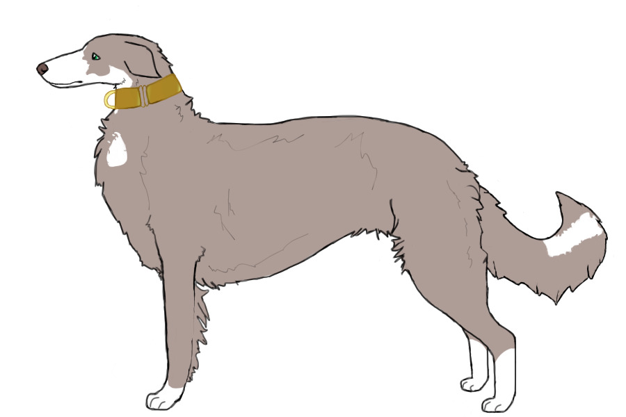 Eurasian Wolfhound #056