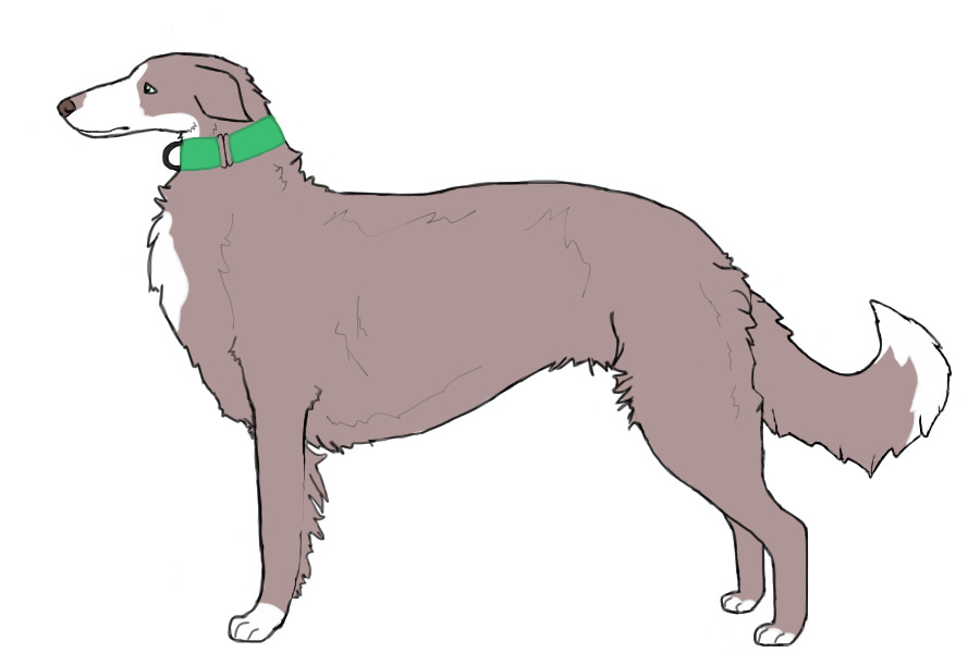 Eurasian Wolfhound #060