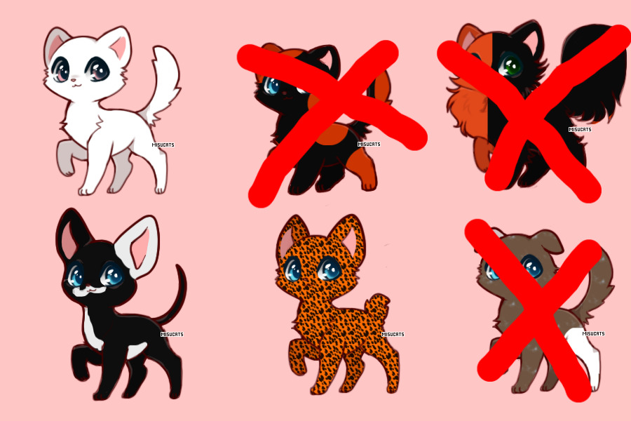 More Cat adopts